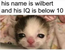 Wlibet has 2 IQ